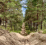 Ежегодный план охраны лесов от огня в Ленобласти - SyasNews.Ru