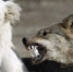 В Ленобласти волк позорный напал на хозяйскую собаку - SyasNews.Ru